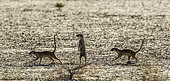Three Meerkats (Suricata suricatta) running in dryland in Kgalagadi transfrontier park, South Africa