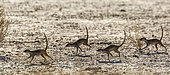 Four Meerkats (Suricata suricatta) running in dryland in Kgalagadi transfrontier park, South Africa