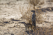 Meerkat (Suricata suricatta) standing in alert in desert area in Kgalagadi transfrontier park, South Africa
