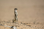 Meerkat (Suricata suricatta) in alert in desert area in Kgalagadi transfrontier park, South Africa