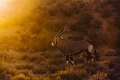 South African Oryx (Oryx gazella) in Kgalagadi transfrontier park, South Africa
