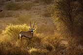 Oryx d'Afrique du Sud (Oryx gazella) debout en contre-jour au crépuscule dans le parc transfrontalier de Kgalagadi, Afrique du Sud.