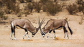 Two South African Oryx (Oryx gazella) bull fighting in Kgalagadi transfrontier park, South Africa