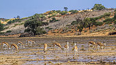 Herd of Springboks (Antidorcas marsupialis) grazing after rain in Kgalagari transfrontier park, South Africa