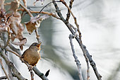 Wren (Troglodytes troglodytes) on a branch in spring, Loire river, France