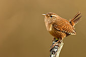 Wren (Troglodytes troglodytes) on a branch in the alluvial forest of the Loire, France