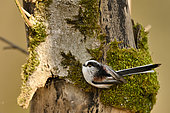 Long-tailed Tit (Aegithalos caudatus) on a trunk in the alluvial forest of the Loire, collecting nesting material, France