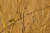 Siberian Chiffchaff (Phylloscopus collybita) in willows on the banks of the Loire in early spring, France