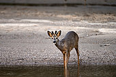 Roe deer (Capreolus capreolus) Roebuck in velvet, in an arm of the Loire, France