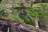 Coypu (Mysocastor fiber) and young on the bank in spring, Loire Valley, France