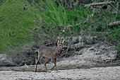 Roe deer (Capreolus capreolus) Roebuck in a dry branch of the Loire in early spring, France