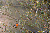 Euroeapn Robin (Erithacus rubecula) in a willow tree on the Loire in spring, Loire Valley, France