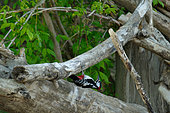 Great Spotted Woodpecker (Dendrocopos major) looking for food in dead wood along the Loire, Loire Valley, France
