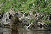 Coypu (Mysocastor fiber) male eating willow in the Loire in spring, Loire Valley, France