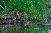 Coypu (Mysocastor fiber) swimming in a secondary branch of the Loire in spring, Loire Valley, France