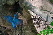 Common Kingfisher (Alcedo atthis) retrieving a fish from its burrowed nest in the bank, Loire Valley, France