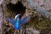 Common Kingfisher (Alcedo atthis) retrieving a fish from its burrowed nest in the bank, Loire Valley, France