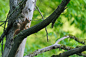 Red squirrel (Sciurus vulgaris) on a branch in the alluvial forest of the Loire in spring, Loire Valley, France