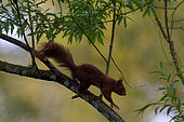 Red squirrel (Sciurus vulgaris) on a branch in the alluvial forest of the Loire in spring, Loire Valley, France