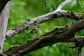 Female tree finch (Fringilla coelebs) on a branch in the alluvial forest of the Loire in spring, Loire Valley, France