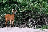 Roe deer (Capreolus capreolus) Roebuck surprided in an arm of the Loire, France