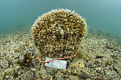 Grande nacre (Pinna nobilis) sub-adulte, marquée dans l’étang de Diana (Aléria, Haute-Corse). Espèce classée en danger critique d’extinction suite à l’épizootie (liée à un parasite Haplosporidium) qui touche depuis 2016 tout le pourtour méditerranéen.