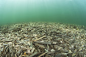 Litter of dead posidonia leaves accumulated on the bottom of the Balistra pond, southern Corsica. Source of organic matter that can be transmitted to the entire coastal food chain.
