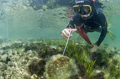 Researcher from the Institut Océanographique Paul Ricard taking tissue samples from a large Pen shell (Pinna nobilis), using biopsy forceps, for genetic studies in the Diana pond (Aléria, Haute-Corse). The Pen shell is a species classified as critically endangered following the epizootic (linked to a Haplosporidium parasite) which has affected the entire Mediterranean region since 2016.