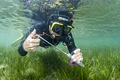Researcher from the Institut Océanographique Paul Ricard inserting a tissue sample from a large Pen Shelll (Pinna nobilis) into a test tube in the Diana pond (Aléria, Haute-Corse). The Pen shell is a species classified as critically endangered following the epizootic (linked to a Haplosporidium parasite) which has affected the entire Mediterranean region since 2016.