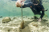 Researcher from the Institut Océanographique Paul Ricard taking tissue samples from a large Pen shell (Pinna nobilis), using biopsy forceps, for genetic studies in the Diana pond (Aléria, Haute-Corse). The Pen shell is a species classified as critically endangered following the epizootic (linked to a Haplosporidium parasite) which has affected the entire Mediterranean region since 2016.
