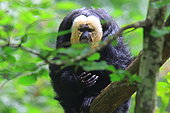 Guianan saki (Pithecia pithecia) on a branch