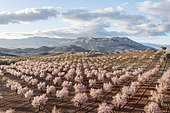 Cultivated almond trees (Prunus dulcis) in full blossom in February. Aerial view. Drone shot. Almería province, Andalusia, Spain.