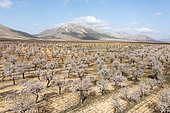 Cultivated almond trees (Prunus dulcis) in full blossom in February. Aerial view. Drone shot. Almería province, Andalusia, Spain.