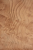 Coupe longitudinale d'une loupe du bois du séquoia à feuilles d'if (Sequoia sempervirens), synonyme : Séquoia sempervirent
