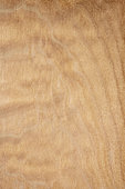 Longitudinal section of Quilted maple (Acer pseudoplatanus), Eastern Europe