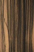 Longitudinal section of Macassar Ebony (Diospyros celebica), synonyme : Striped Ebony, Sulawesi