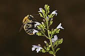 Common carder beex (Bombus pascuorum) on a flower of Calamint (Clinopodium nepeta), France