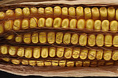 Maize (Zea mays) seeds not filled due to water stress during growth in 2020, Oise, France