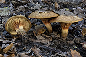 Brown rollrim (Paxillus involutus) undergrowth, Coye Forest, Ile-de-France, France