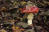 Fly agaric (Amanita muscaria), Coye Forest, Ile-de-France, France