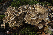Hen-of-the-woods (Grifola frondosa), Coye Forest, Ile-de-France, France