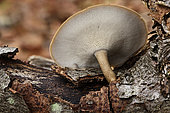 Fringed polypore (Lentinus substrictus) on wood, Coye Forest, Ile-de-France, France