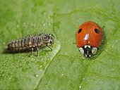 Two-spotted lady beetle (Adalia bipunctata), larva and beetle, beneficial insect, Germany, Europe