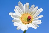 Ladybird on daisy, Switzerland, Europe *** IMPORTANT: Not to be licensed for all types of cards in Germany/Austria/Switzerland, January 1, 2021 to January 1, 2026 ***