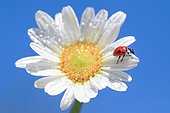 Ladybird on daisy, Switzerland, Europe