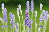 Two-spotted ladybird on lavender flower, Switzerland, Europe