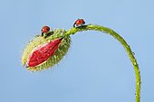 Two-spotted ladybird on poppy flower, Switzerland, Europe