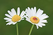 Two-spotted ladybird on daisy, Switzerland, Europe