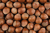 Loose hazelnut, fruits of the hazelnut tree (Corylus avellana) stripped of their involucre, Lot-et-Garonne, France