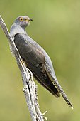Common Cuckoo (Cuculus canorus) on a branch, France
